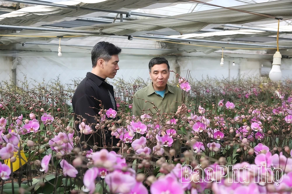 باغ ارکیده Phalaenopsis در فصل تت (سال نو قمری ویتنامی).