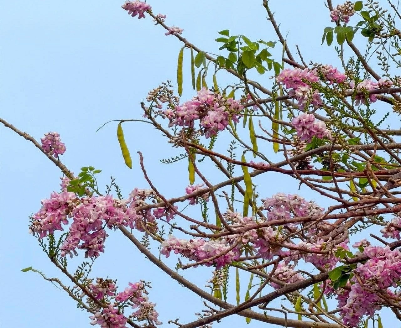 Hoa đỗ mai rực hồng trên đồi ở TP. Hồ Chí Minh
