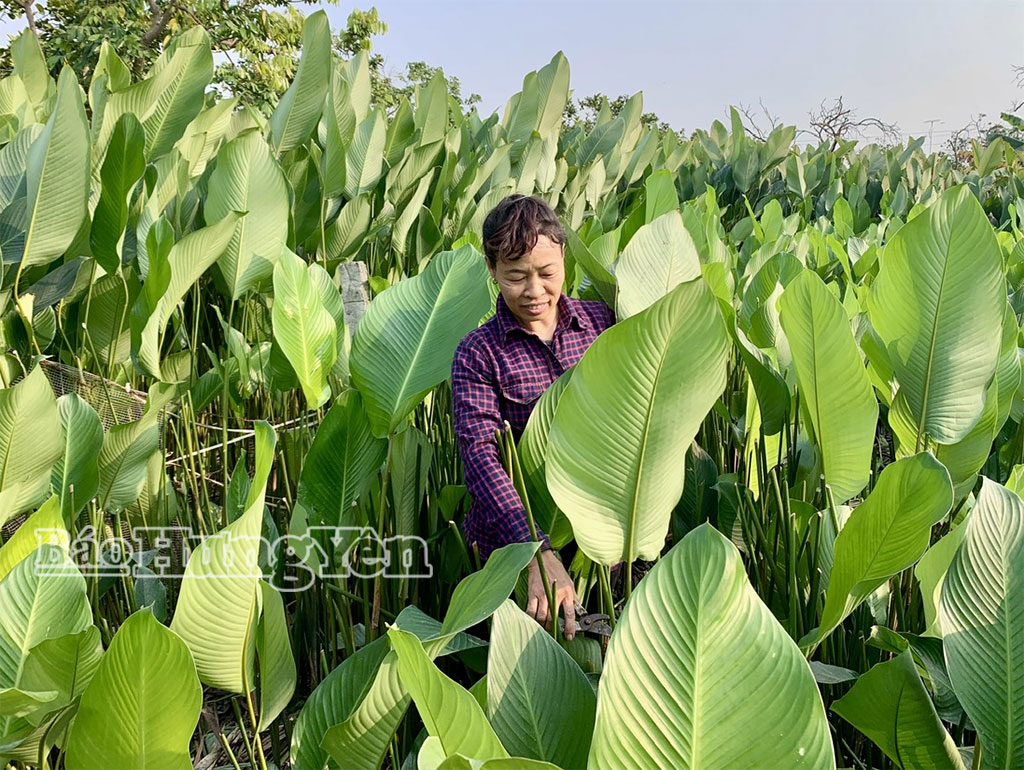 Les agriculteurs de la commune de Khoai Chau récoltent les feuilles de dong.