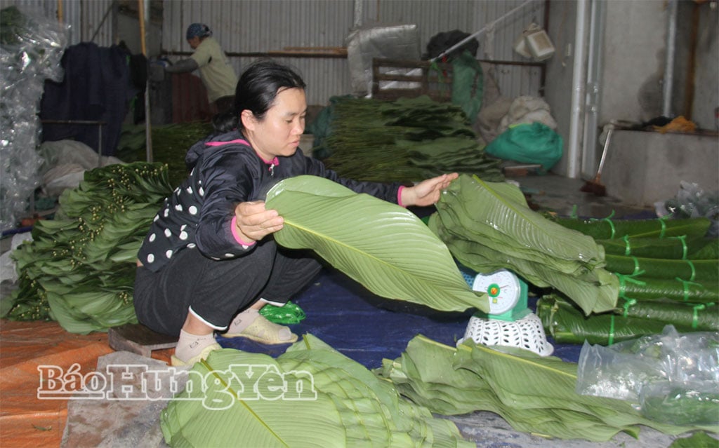 À partir du 11e mois lunaire, les feuilles de dong de la commune de Khoai Chau sont récoltées, transformées et conditionnées pour l'exportation.