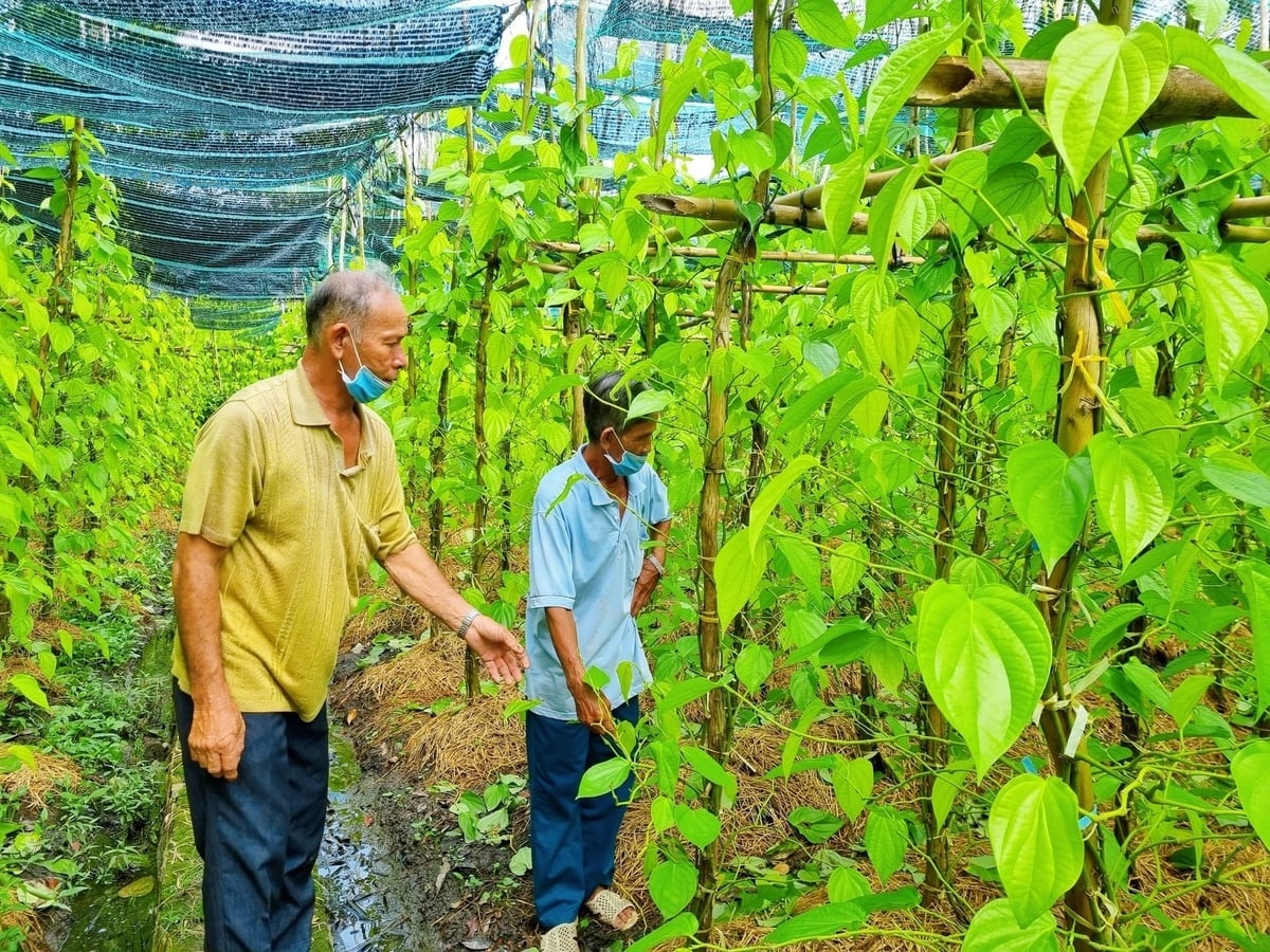 El modelo de producción agrícola de la comuna de Vinh Thuan Dong contribuye a aumentar los ingresos y a lograr una reducción sostenible de la pobreza. Foto: Van Vu. Mô hình sản xuất nông nghiệp của người dân xã Vĩnh Thuận Đông góp phần nâng cao thu nhập, giảm nghèo bền vững. Ảnh: Văn Vũ.