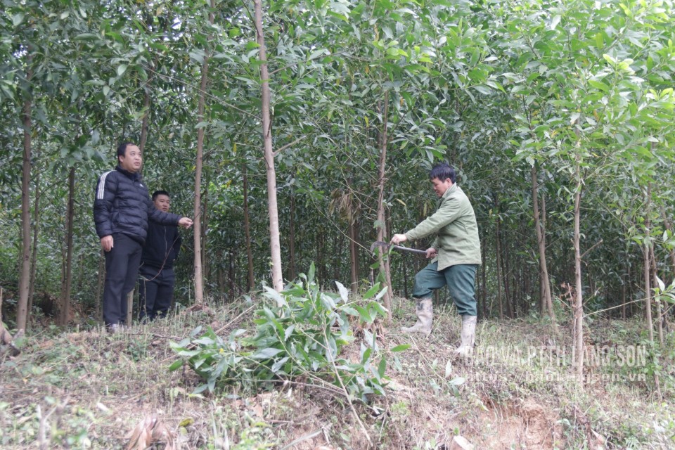 Mô hình trồng keo của người dân thôn Nà Van, xã Châu Sơn