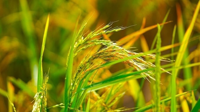 Cập nhật giá lúa gạo hôm nay 15/1/2026 mới nhất