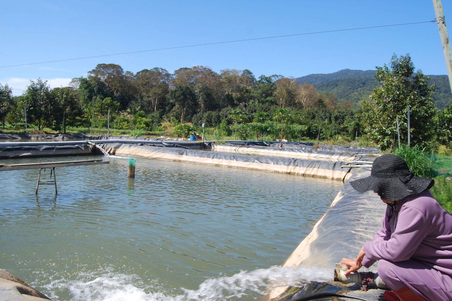 nong-ho-nguyen-thi-choan-o-xa-dam-rong-2-tinh-lam-dong-on-dinh-thu-nhap-hang-nam-voi-1.000m2-dien-tich-nuoi-ca-tam.jpg