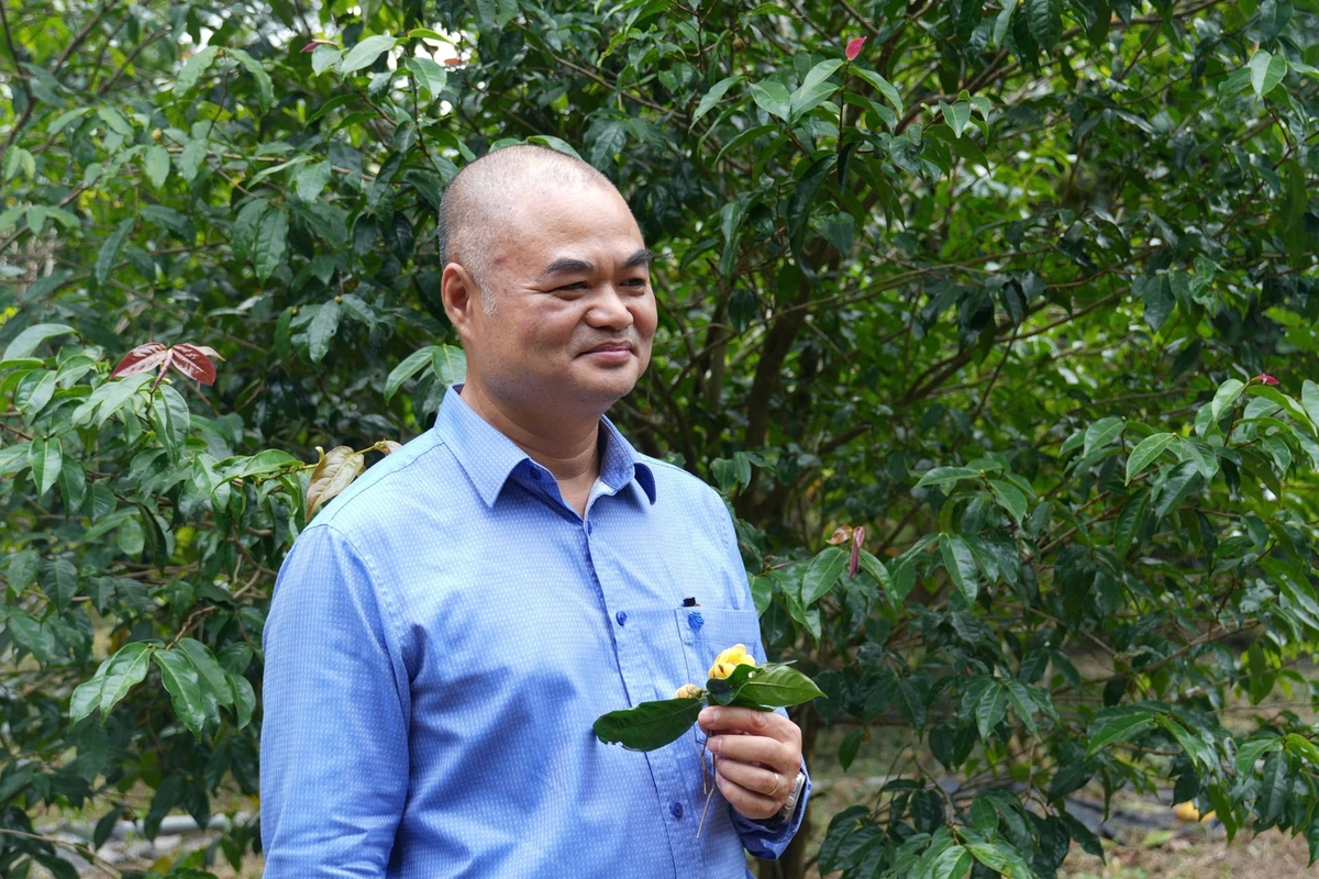 Tiến sĩ Vũ Văn Tâm, Chủ tịch Công ty TNHH Dược liệu Vũ Gia - đơn vị quản lý Công viên Trà hoa vàng Ninh Bình. Ảnh: Thu Trang