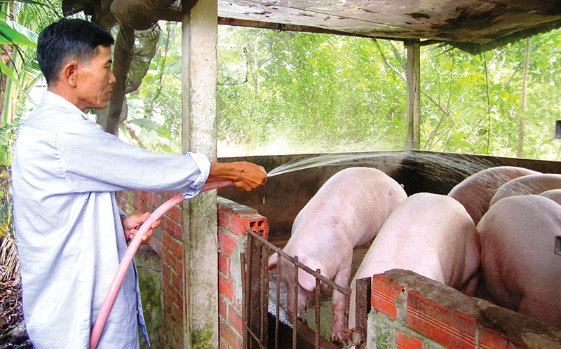 I prezzi della carne di maiale si sono ripresi e sono in forte aumento.
