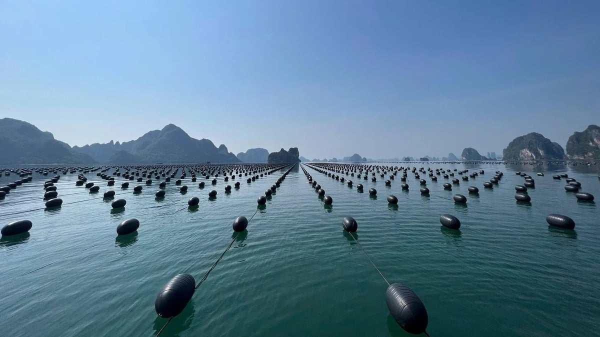 Quảng Ninh có diện tích mặt nước quy hoạch cho nuôi biển khoảng 40.000 ha. Ảnh: Nguyễn Thành.