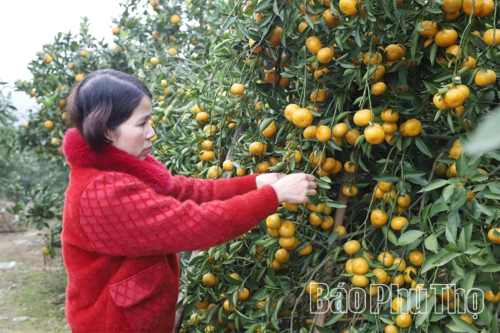 میوه‌های شیرین تپه‌ها: پنجشنبه کوک