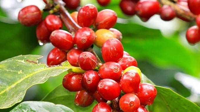 Giá cà phê hôm nay 17/1/2026 ở trong nước và thế giới mới nhất