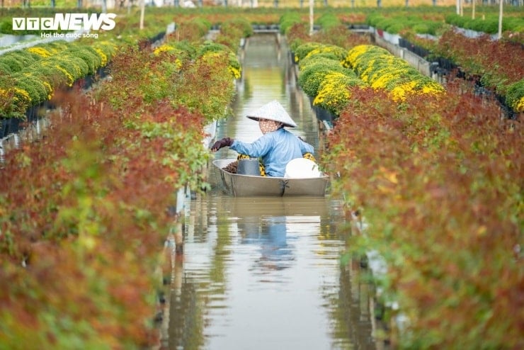 Cận cảnh những giỏ hoa cúc mâm xôi đang chờ ngày bung nở rực rỡ.