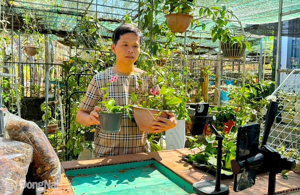Mr. Do Van Phuc (residing in Binh Loi village, Da Kia commune) introduces his petunia flower products online. Photo: An Nhon