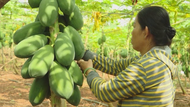 Hơn 20.000 tấn trái cây từ TP. Hồ Chí Minh sẵn sàng cung ứng thị trường Tết - Ảnh 1.