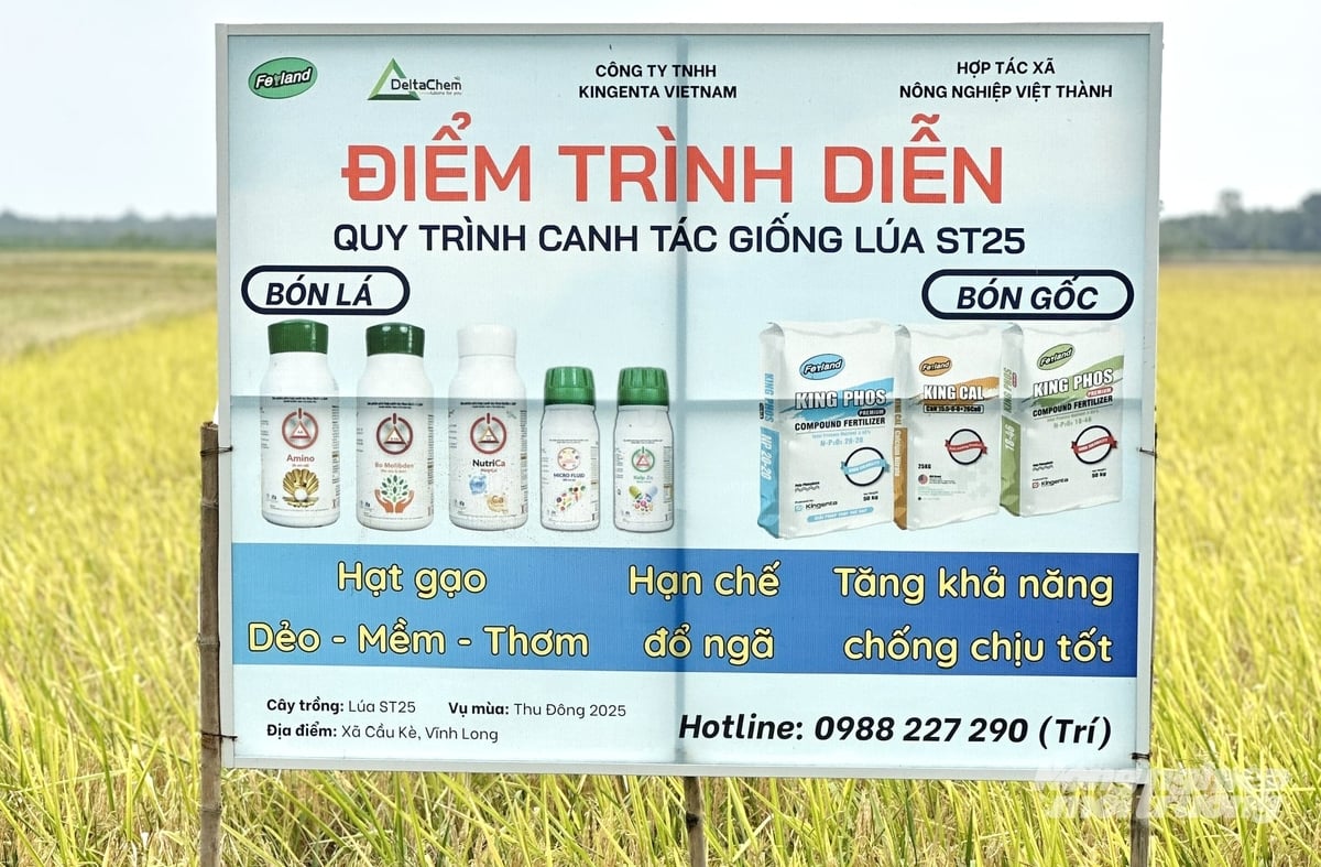 Mô hình trình diễn quy trình canh tác lúa ST25 tại xã Cầu Kè (Vĩnh Long). Ảnh: Lê Hoàng Vũ.