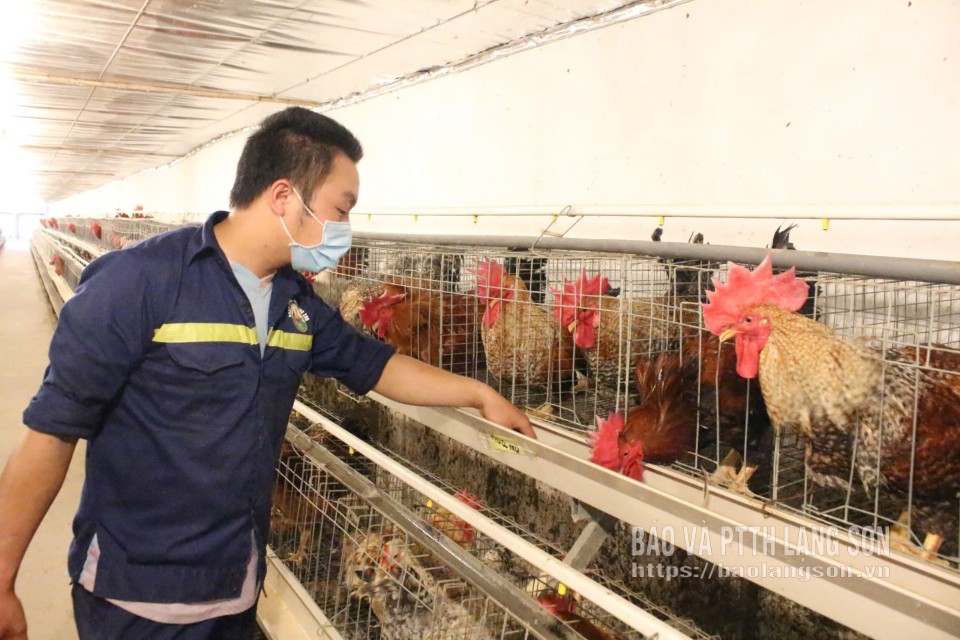 Mô hình chăn nuôi gà của HTX Thành Lộc, xã Mẫu Sơn