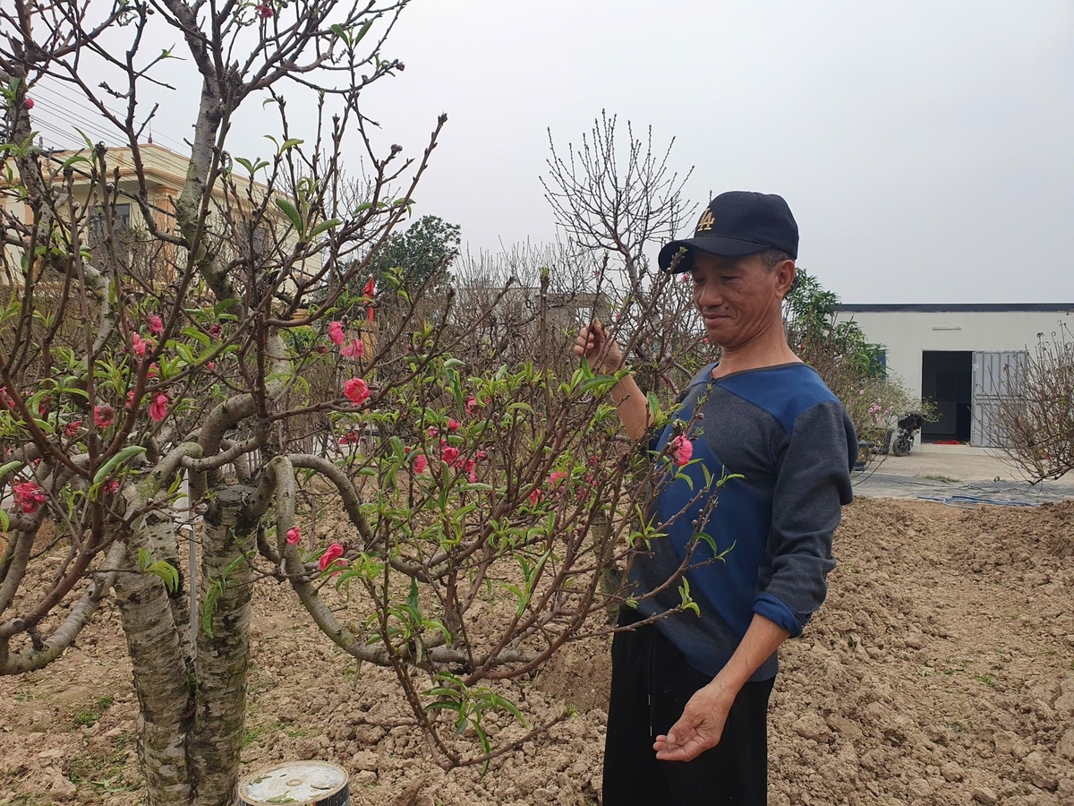Vùng trồng hoa, cây cảnh tại Đồng Dụ, phường An Dương, TP Hải Phòng đã hồi sinh. Ảnh: Đinh Mười.