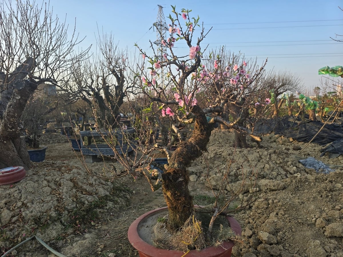 Những cây đào nở sớm được các chủ vườn đưa vào chậu để trưng bày, chào mời khách hàng. Ảnh: Đinh Mười.
