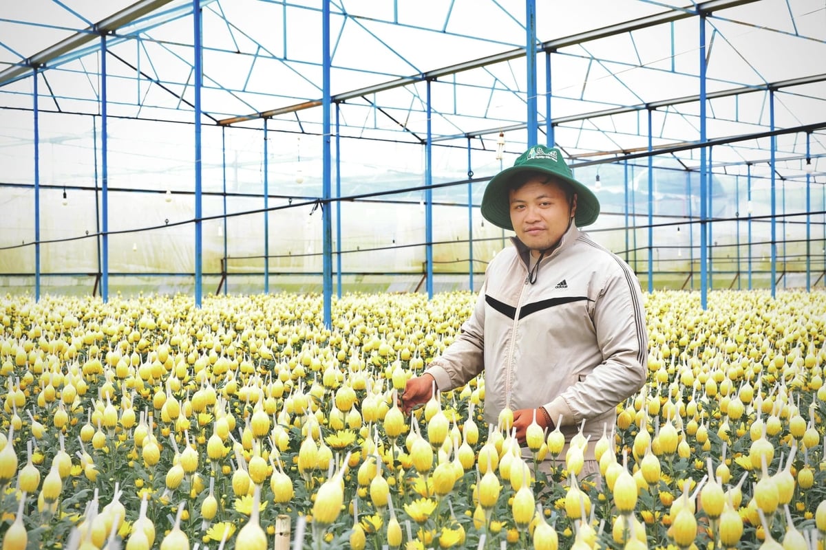 Theo anh Lương Nguyễn Hoàng Lộc, những năm gần đây, anh không còn dồn toàn bộ diện tích hoa cho vụ Tết mà chủ động bố trí các lứa hoa trước, trong và sau Tết để phân tán rủi ro. Ảnh: Nhật Tiến.