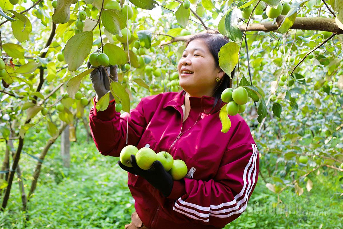 Les habitants de la commune de Yen Phu récoltent avec enthousiasme les pommes, principale culture qui apporte une grande valeur économique à la région.