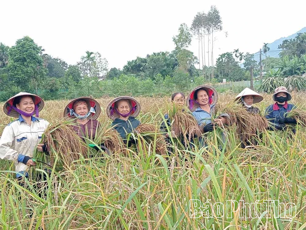 Lúa nếp Đìn Vằn giữ hồn đất, nuôi sinh kế
