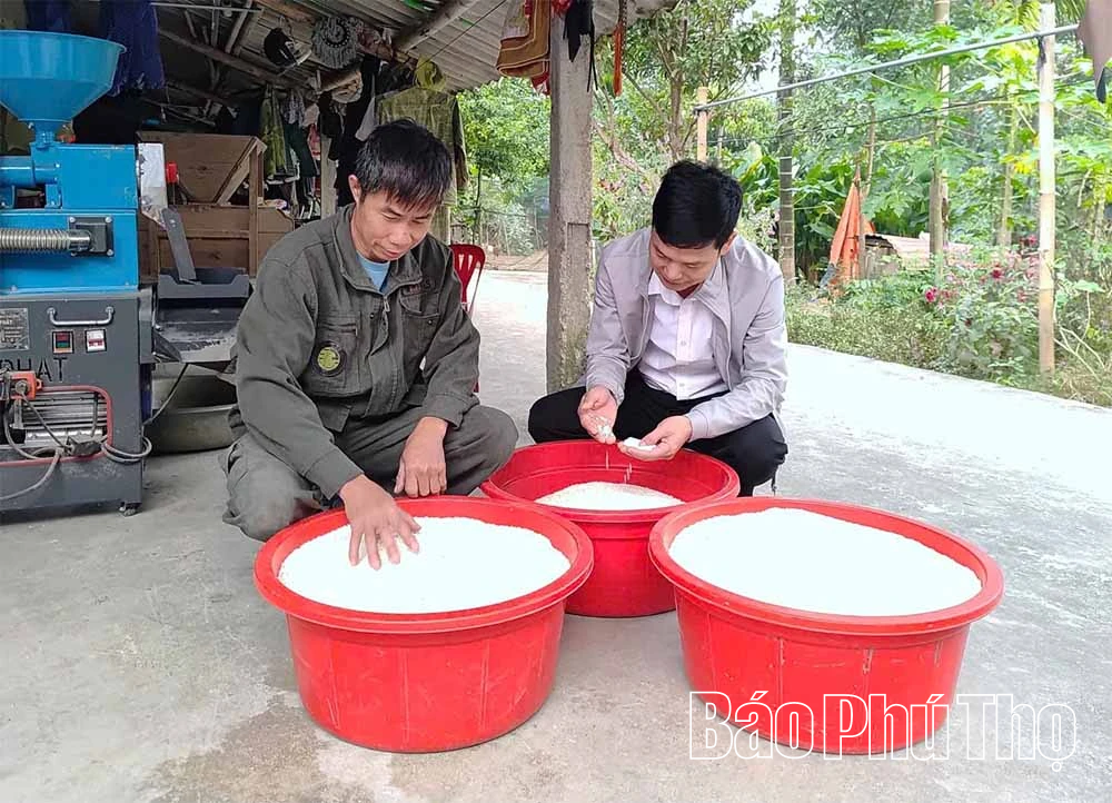 Lúa nếp Đìn Vằn giữ hồn đất, nuôi sinh kế