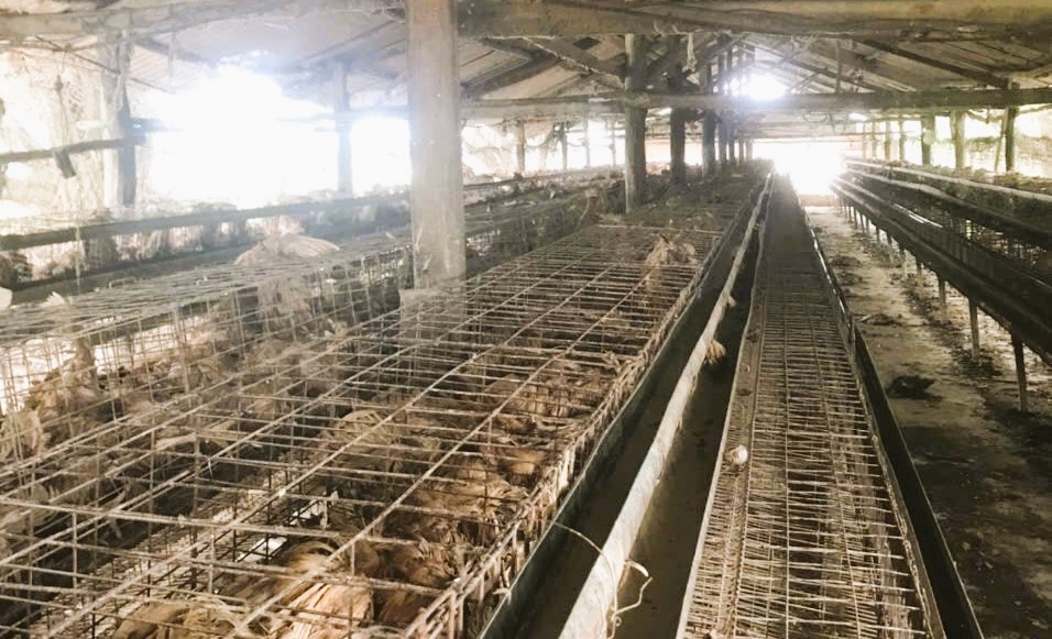 Trang trại nuôi gà của gia đình ông Trần Văn Huấn bị thiệt hại nặng nề sau cơn lũ tháng 11/2025.