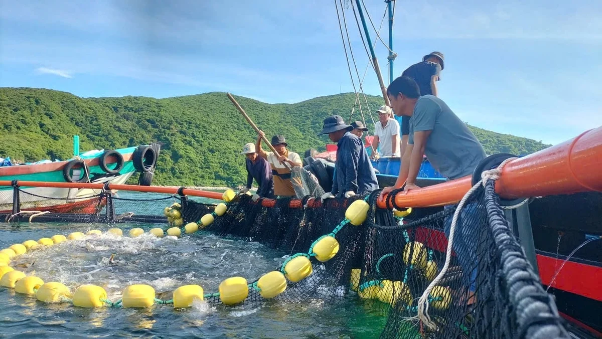 Ngư dân tham gia đề án thí điểm nuôi biển công nghệ cao tại khu vực Đầm Bấy, phường Nha Trang thu hoạch cá có lợi nhuận cao. Ảnh: KS.
