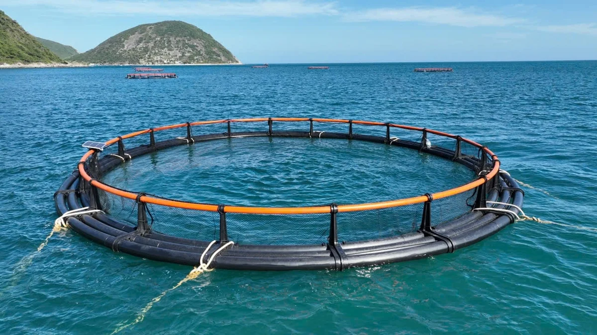 Lồng HDPE do Công ty TNHH MTV Dịch vụ và Công nghệ Nuôi trồng Thủy sản nghiên cứu, cấp ngư dân thí điểm nuôi biển công nghệ cao chắc chắn, chịu được sóng gió. Ảnh: KS.