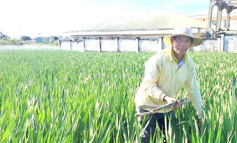 Ông Lê Đức Thắng giăng dây chống đổ ngã cho vườn lay ơn. Ảnh: ĐL. 