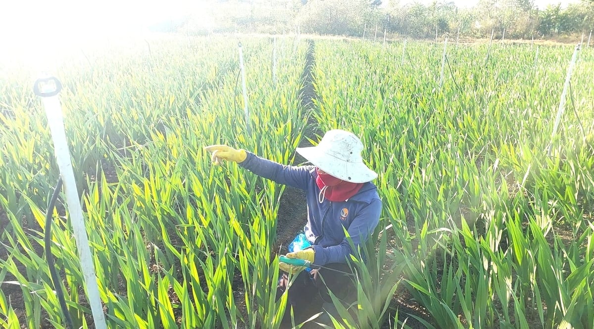 Bà Lê Thị Thủy cho biết sẽ giăng dây, mắc bóng điện sưởi ấm, mong vườn hoa nở đúng dịp Tết Nguyên đán. Ảnh: Đăng Lâm. 