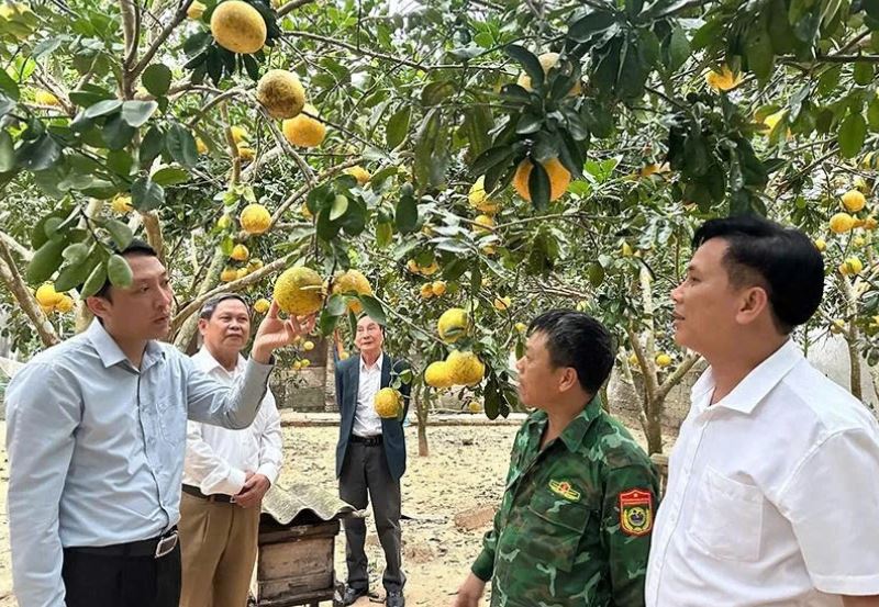 Mô hình kinh tế tổng hợp của gia đình ông Vũ Minh Lượng ở thôn Tân Sơn, xã Nông Cống. Ảnh: Báo Thanh Hóa.