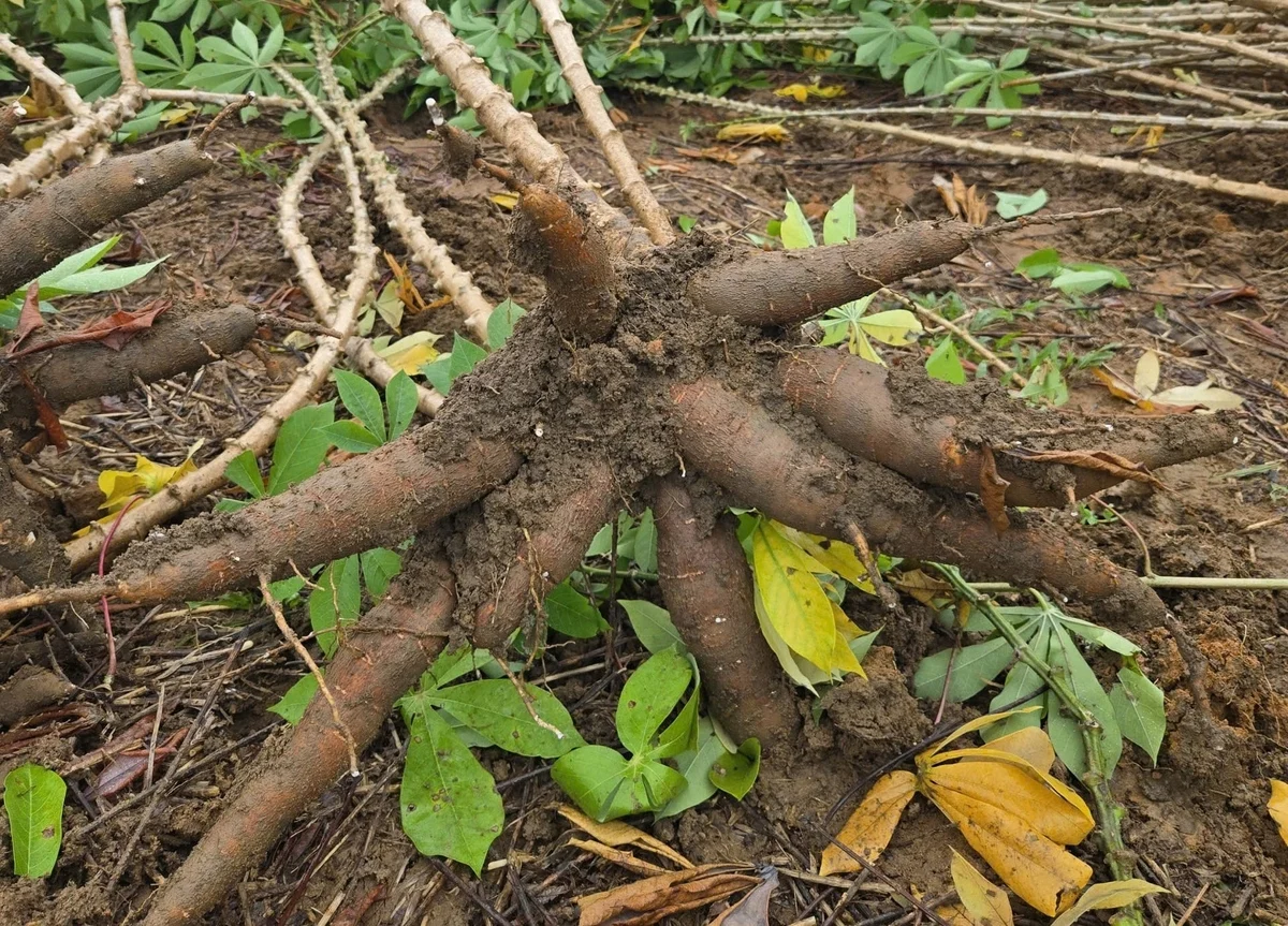 Theo kết quả đánh giá của Trung tâm Khuyến nông tỉnh Quảng Ngãi, mỗi ha sắn trong mô hình cho lãi ròng từ 15 - 18 triệu đồng. Ảnh: L.K.
