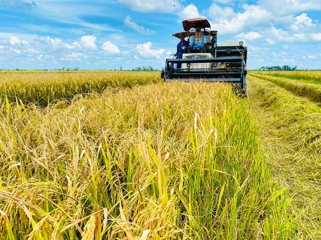 Mục tiêu xuyên suốt của hội thảo khu vực là tìm cách giảm tác động khí hậu của nông nghiệp trên quy mô lớn, đồng thời duy trì sinh kế cho hàng triệu hộ trồng lúa và bảo đảm nguồn cung lương thực cho hàng tỷ người. Ảnh: Thanhnien.