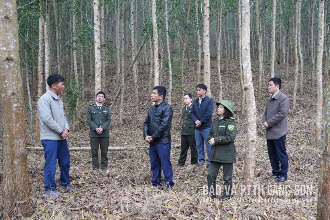 Đoàn khảo sát trao đổi một số nội dung liên quan đến thuận lợi, khó khăn trồng cây gỗ lớn tại xã Tuấn Sơn
