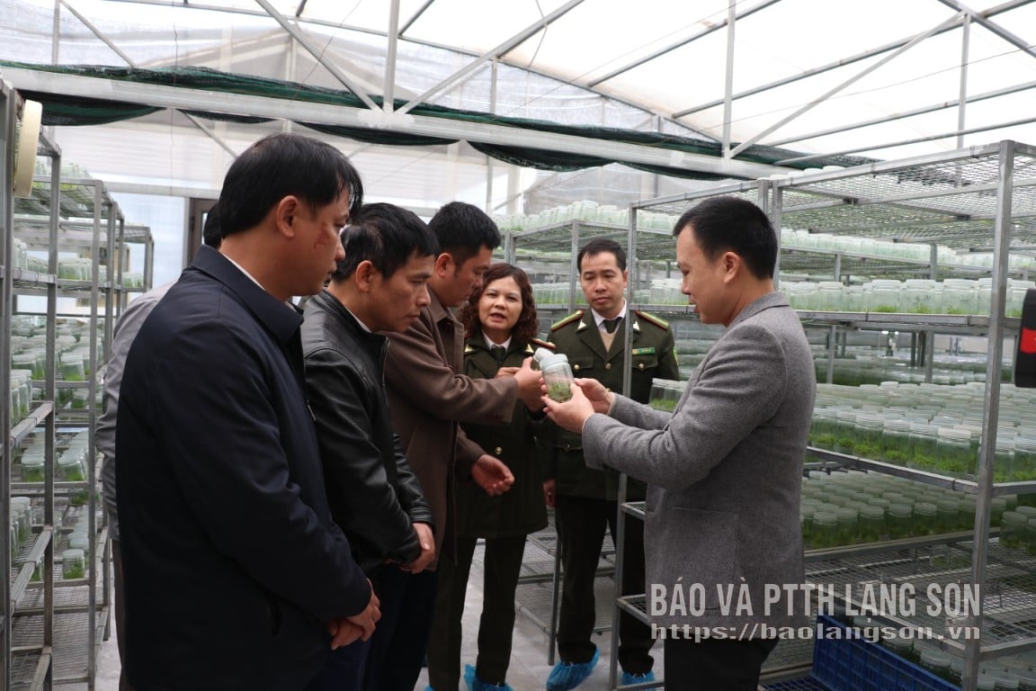 Đoàn khảo sát thực tế tại Công ty TNHH MTV Cửu Long Lạng Sơn, xã Hữu Lũng