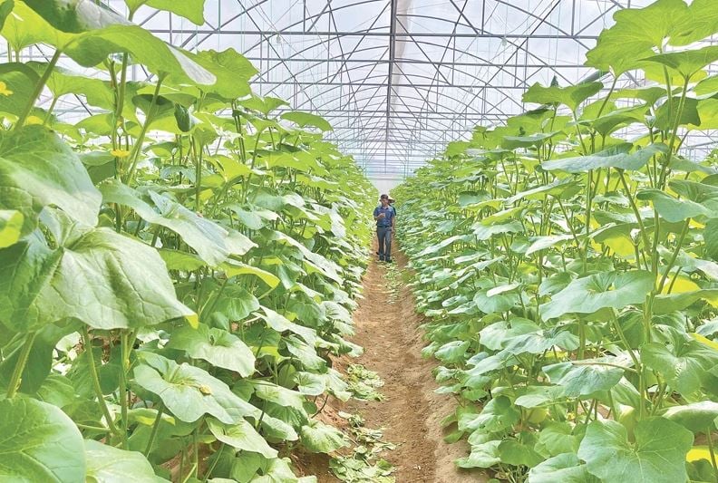 Người dân xã Hồ Vương liên kết sản xuất dưa trong nhà màng ứng dụng công nghệ cao với các HTX nông nghiệp trên địa bàn. Ảnh: Báo Thanh Hóa.