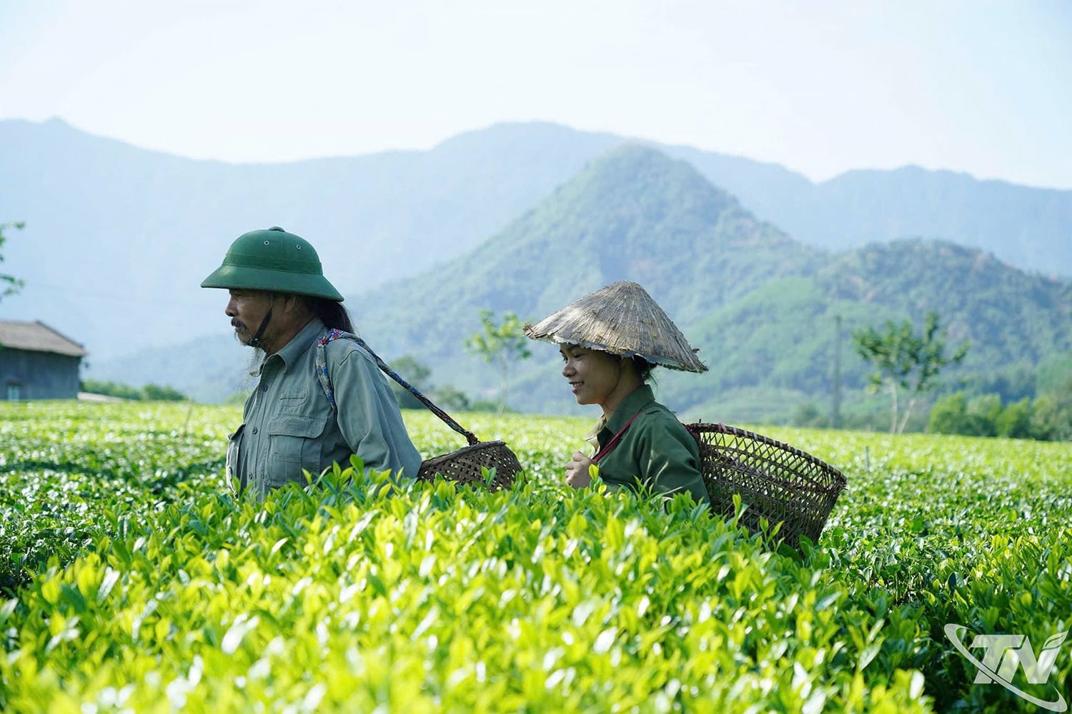 Những thế hệ ở Thái Nguyên cứ nối tiếp nhau dành tình yêu và sự nhiệt huyết cho cây chè trung du.