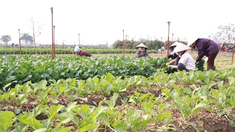 Trời lạnh về đêm, mưa rải, lưu ý chăm sóc cây trồng, vật nuôi