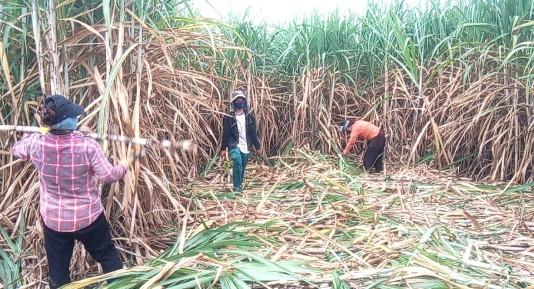 Các thành viên của HTX Nông nghiệp và Dịch vụ Thanh niên Đất Bằng đổi công thu hoạch mía để kịp thời vụ. ĐL. 