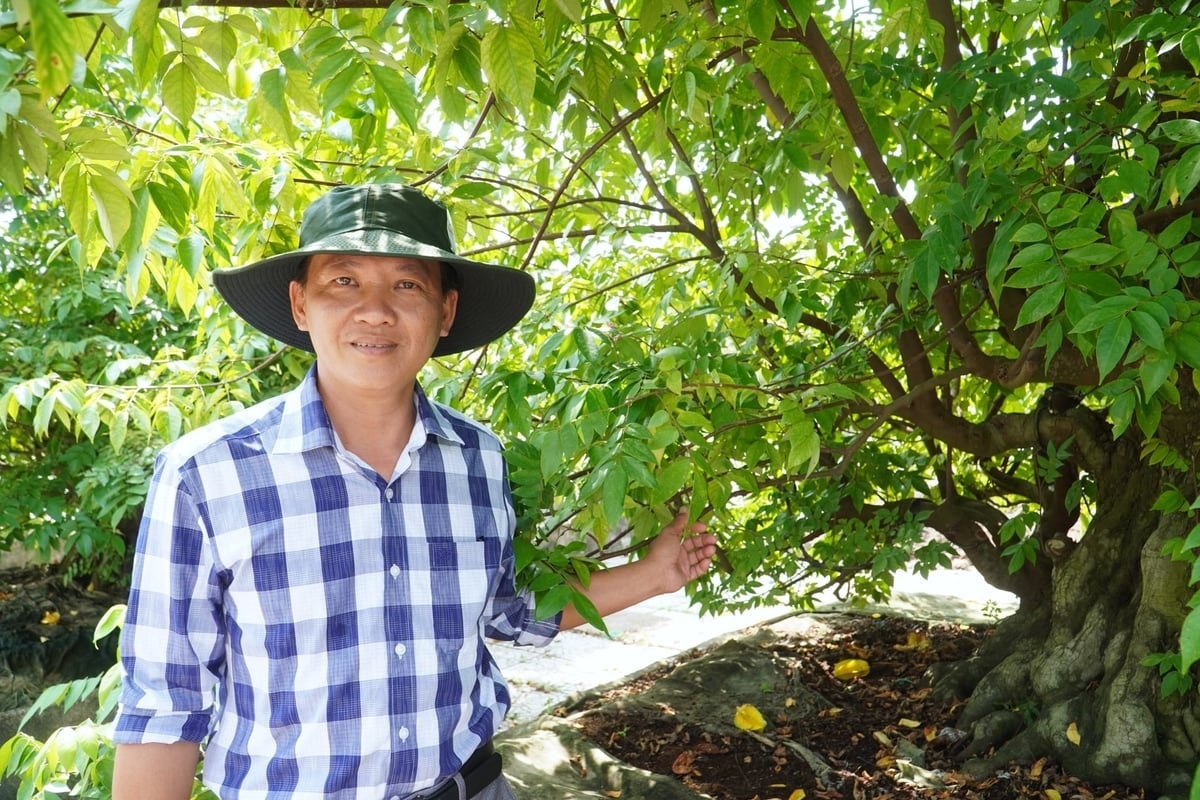 El Sr. Tran Hieu Nhan es propietario de uno de los jardines de bonsáis más grandes de la ciudad de Can Tho. Foto: Kim Anh.