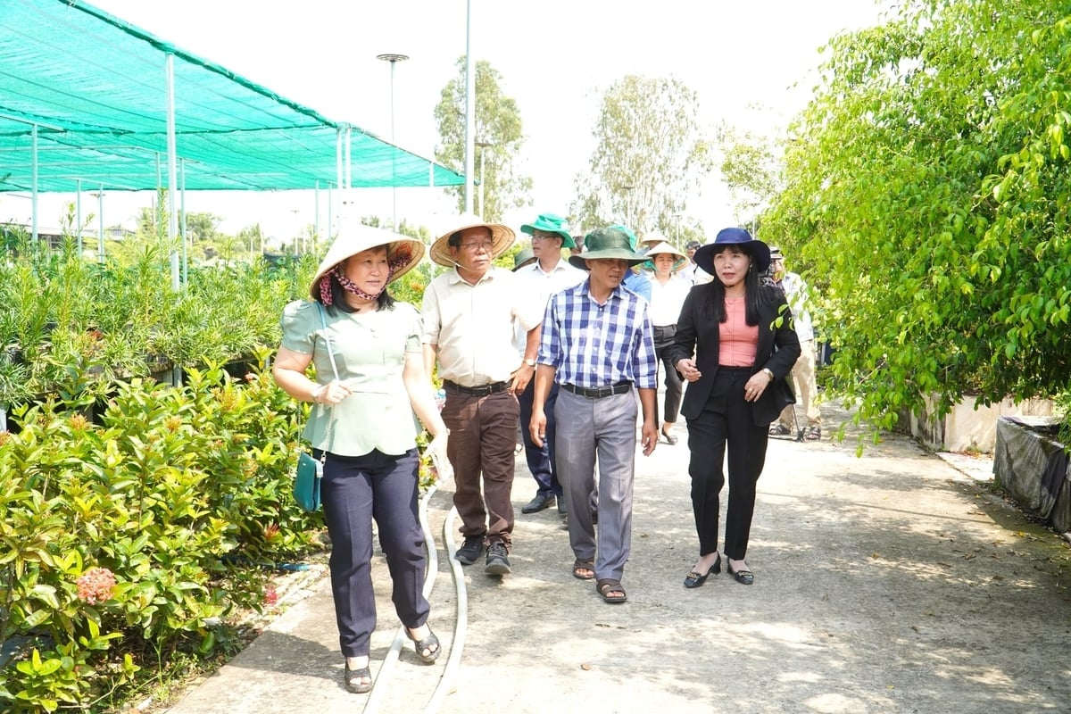 La Sra. Nguyen Thi Giang, subdirectora del Departamento de Agricultura y Medio Ambiente de la ciudad de Can Tho (con chaleco negro), visita el jardín de bonsáis del Sr. Tran Hieu Nhan. Foto: Kim Anh.