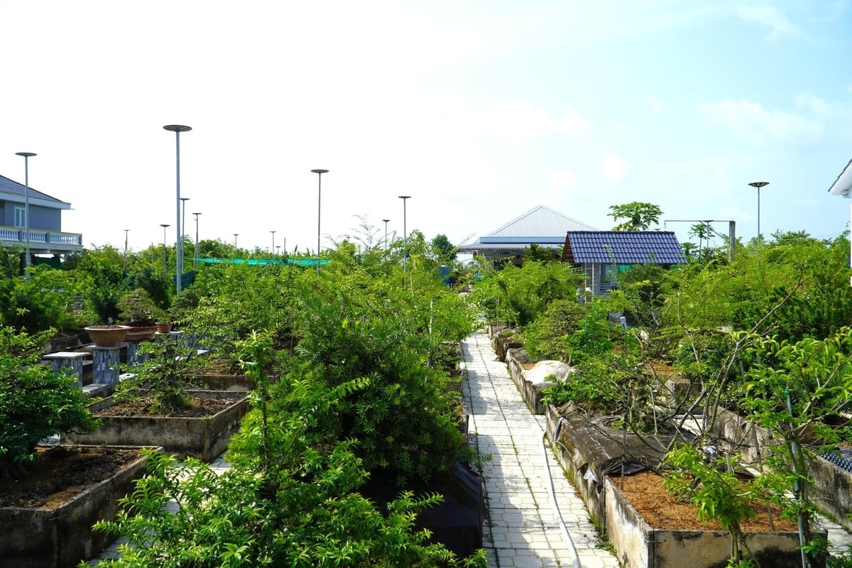 El jardín de bonsáis de la familia del Sr. Tran Hieu Nhan ocupa más de 10.000 metros cuadrados. Foto: Kim Anh.