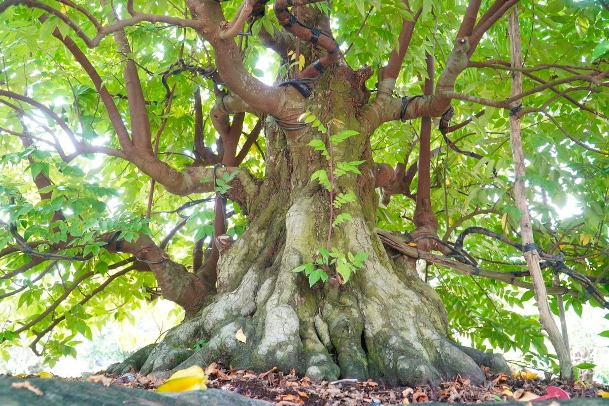 Un árbol de carambola de más de 100 años se cuida con esmero en el jardín de bonsáis del Sr. Tran Hieu Nhan. Foto: Kim Anh.