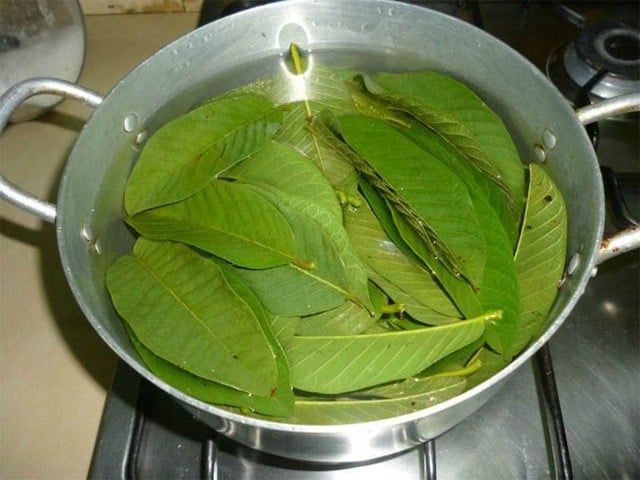۴ روش استفاده از برگهای گواوا برای کاهش ریزش مو - تصویر ۱. 4 cách sử dụng lá ổi giảm rụng tóc - Ảnh 1.