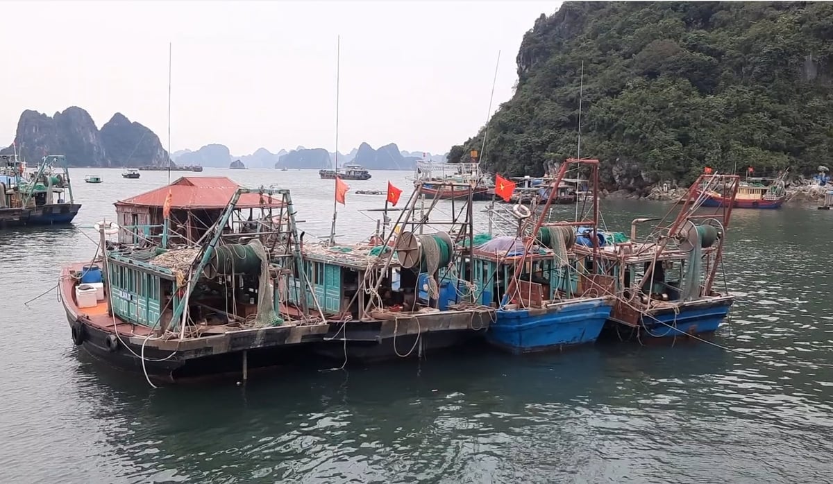 Quảng Ninh hiện có khoảng 460 tàu cá chiều dài 12-15m. Ảnh: Nguyễn Thành.