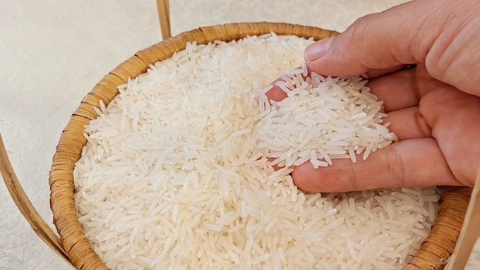 Cập nhật giá lúa gạo hôm nay 23/1/2026 mới nhất