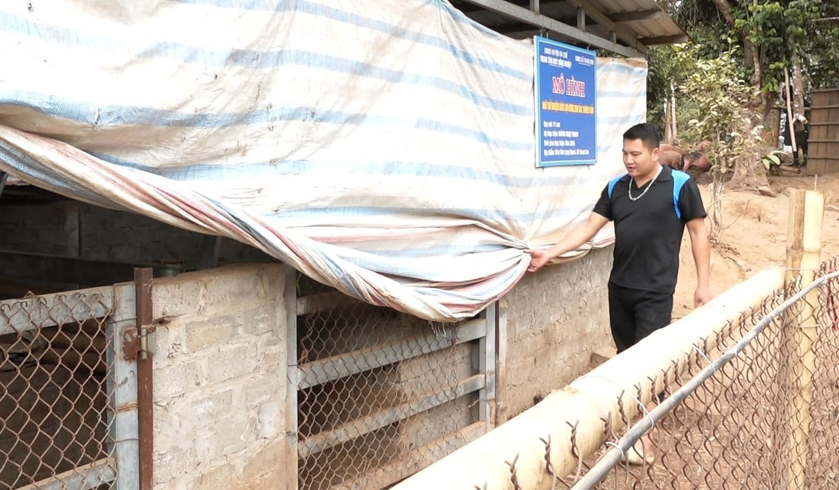Anh Hoàng Ngọc Thanh, thôn Khe Loọng Ngoài, xã Ba Chẽ, chủ động che phủ bạt chuồng trại. Ảnh: Nguyễn Thành.