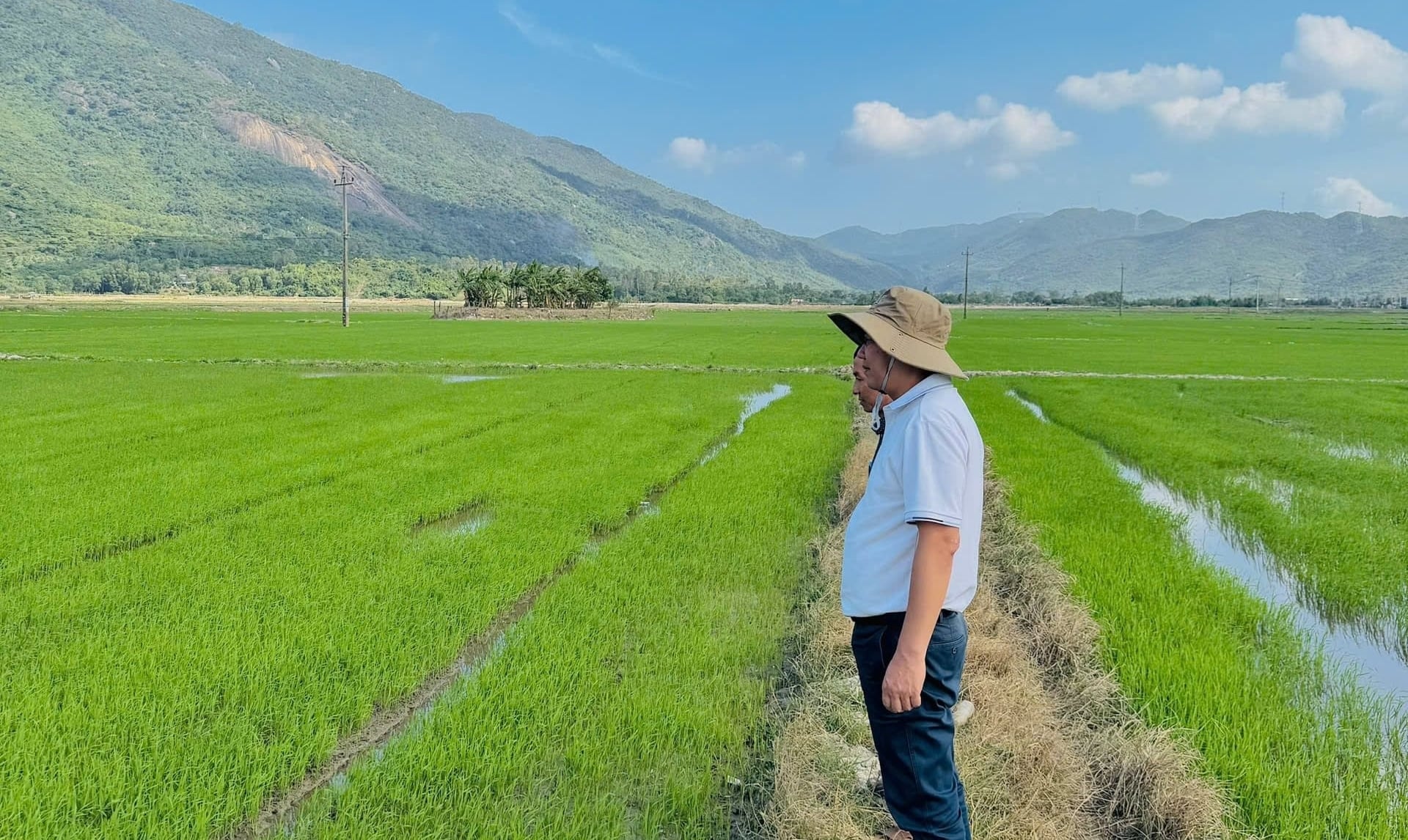 Lãnh đạo Trung tâm Trồng trọt và BVTV miền Trung kiểm tra tình hình sản xuất lúa ở tỉnh Khánh Hòa. Ảnh: AK.
