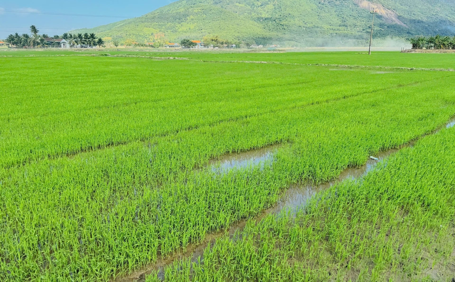 Hiện tỉnh Khánh Hòa đang tập trung cao độ cho sản xuất vụ lúa đông xuân. Ảnh: AK.
