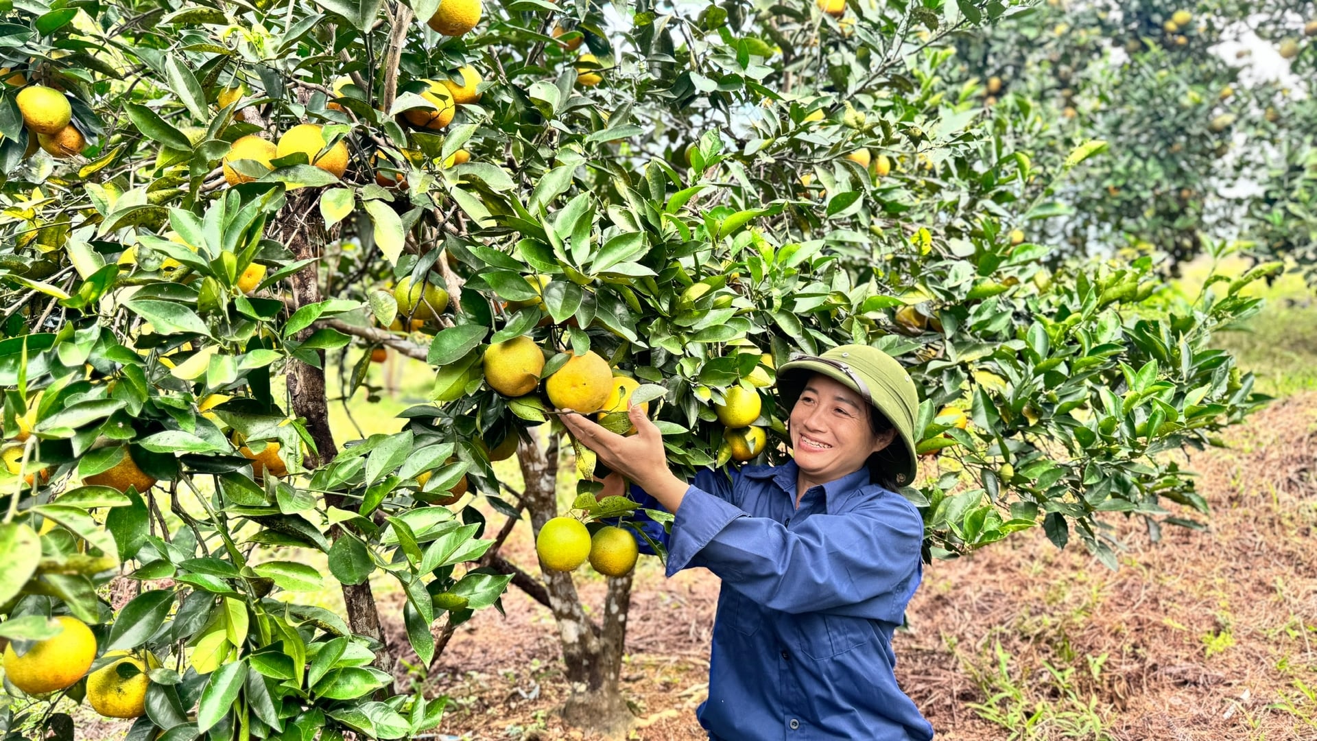 Hiện giá cam chanh dao động từ 30.000 - 45.000 đồng/kg, cam bù từ 35.000 - 45.000 đồng/kg, cam giòn đặc sản có giá cao hơn, từ 60.000 - 70.000 đồng/kg. Ảnh: Ánh Nguyệt.