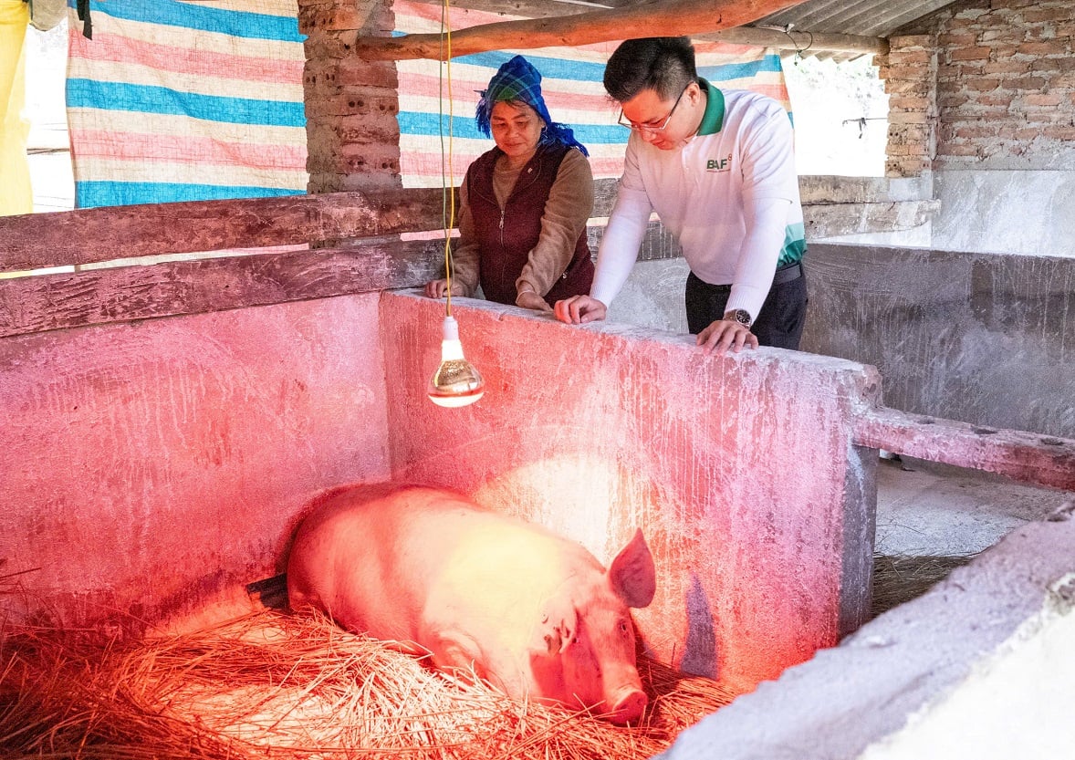 Cán bộ kỹ thuật hướng dẫn người dân chăm sóc lợn giống tại chuồng nuôi sau khi tiếp nhận hỗ trợ. Ảnh: Hoàng Nghĩa.